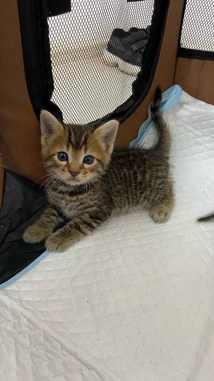 Отдам котят в хорошие руки