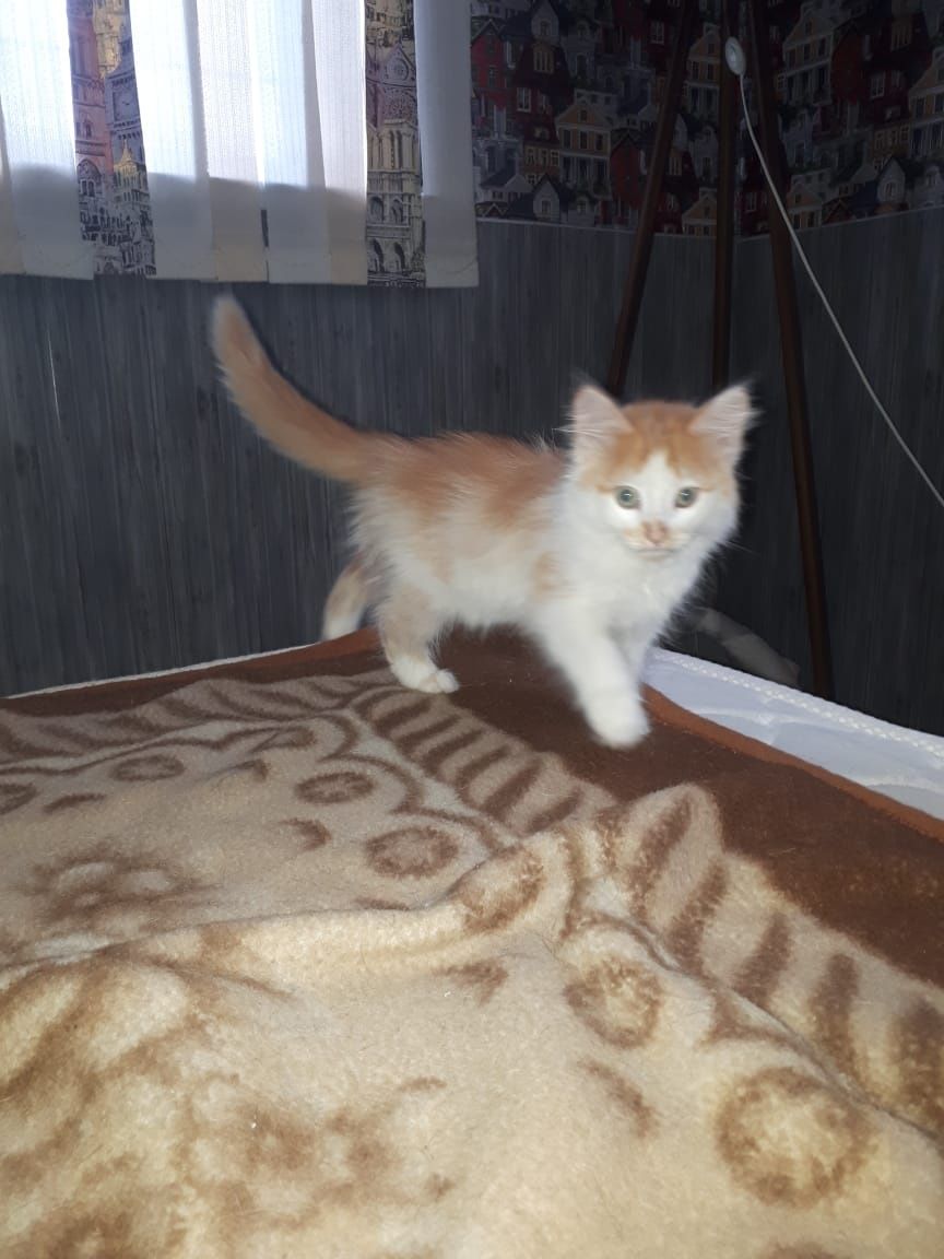 Котята Котик Малыш