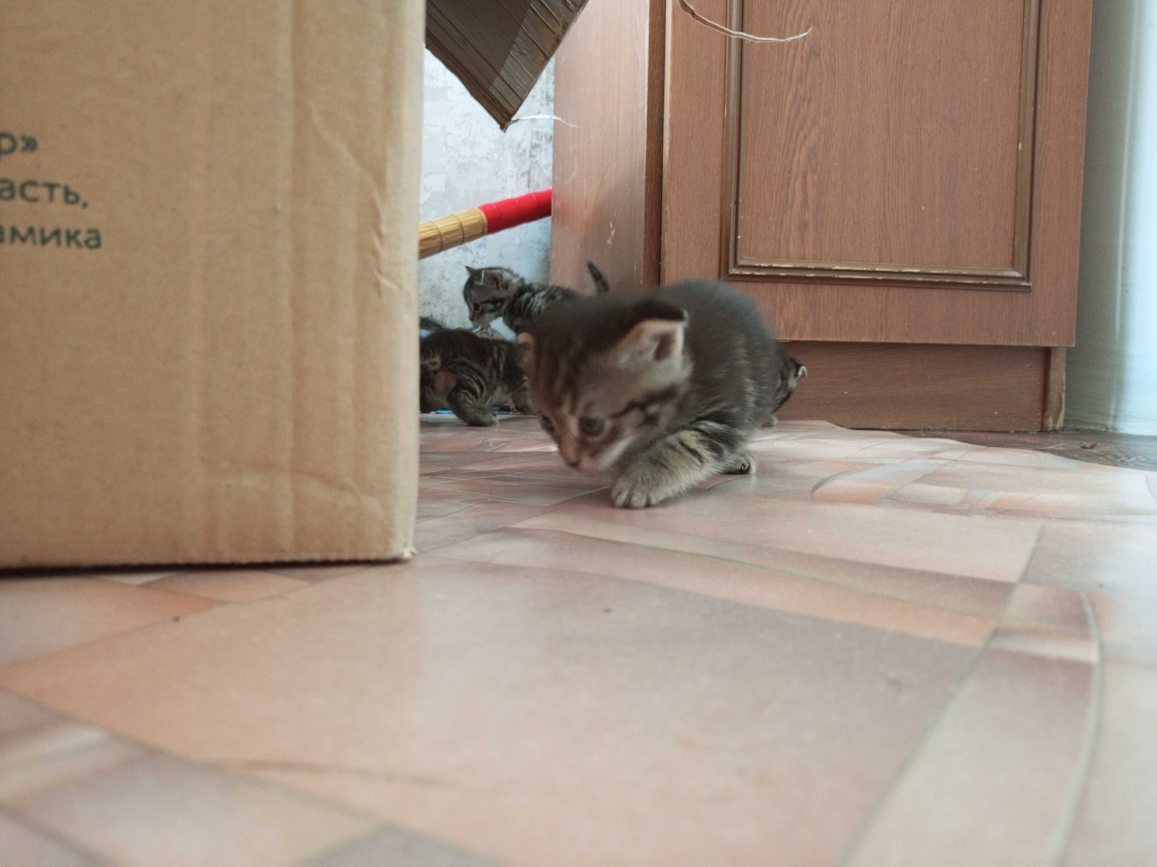 Вислоухие котята