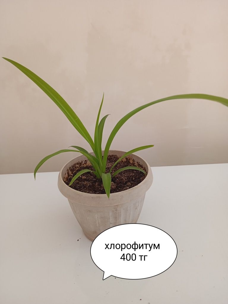 Цветы  комнатные