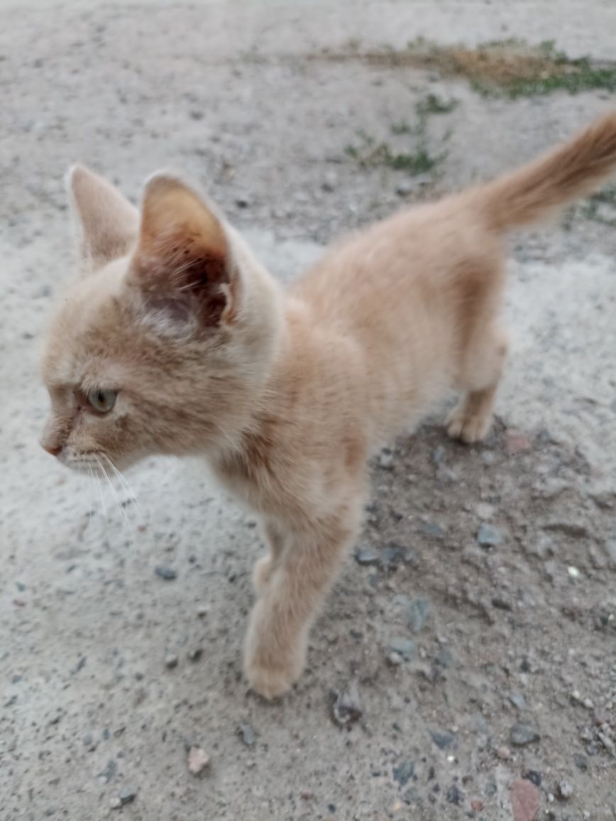 котик ищет хороших хозяев и теплый дом