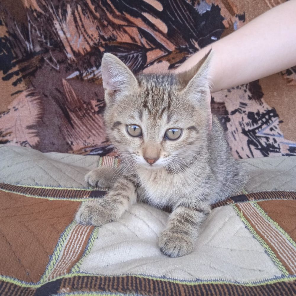 Отдам котят в добрые руки