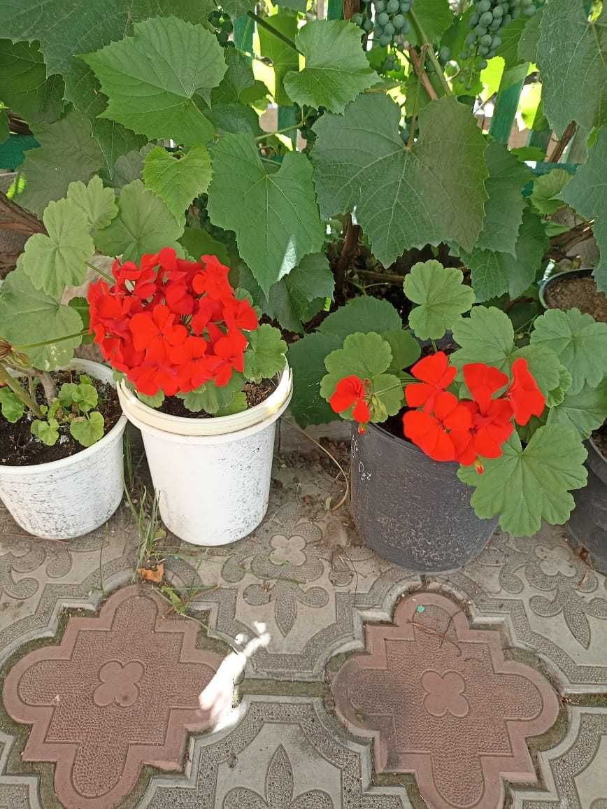 Продам золотой ус и герань