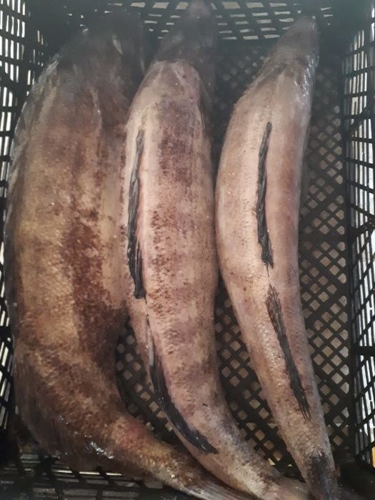 Раки морские живые, вареные,