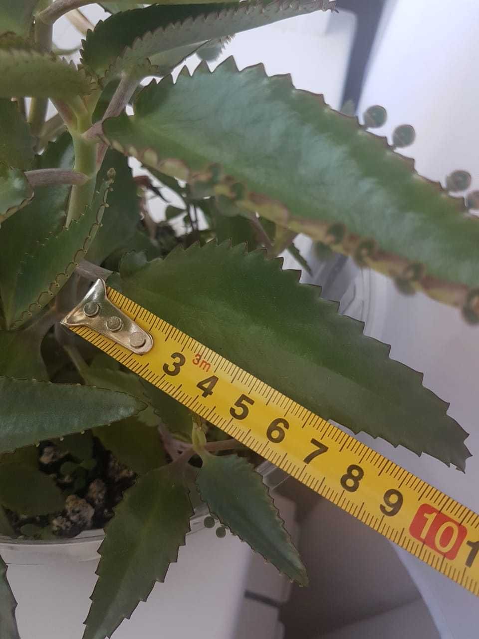 Продам лечебное каланхоэ.