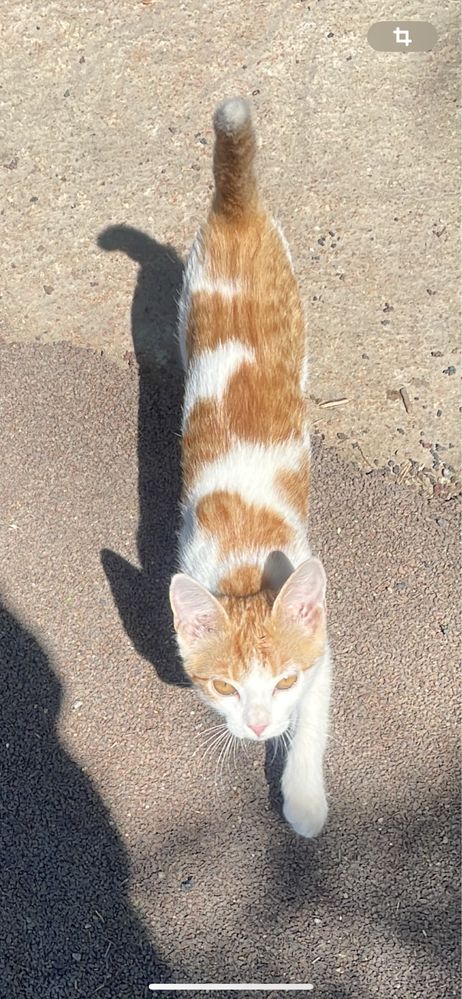 Котенок -девочка!