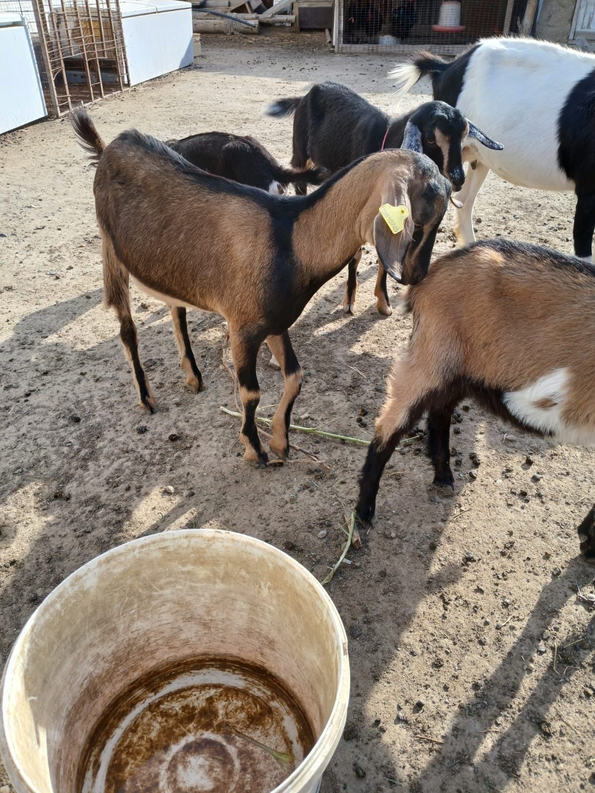 Альпийски лактар