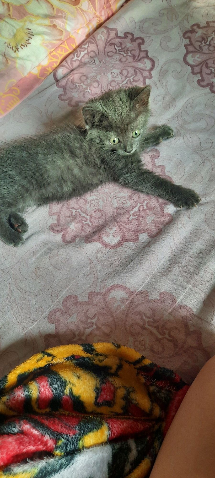 Отдам в добрые руки кошечку