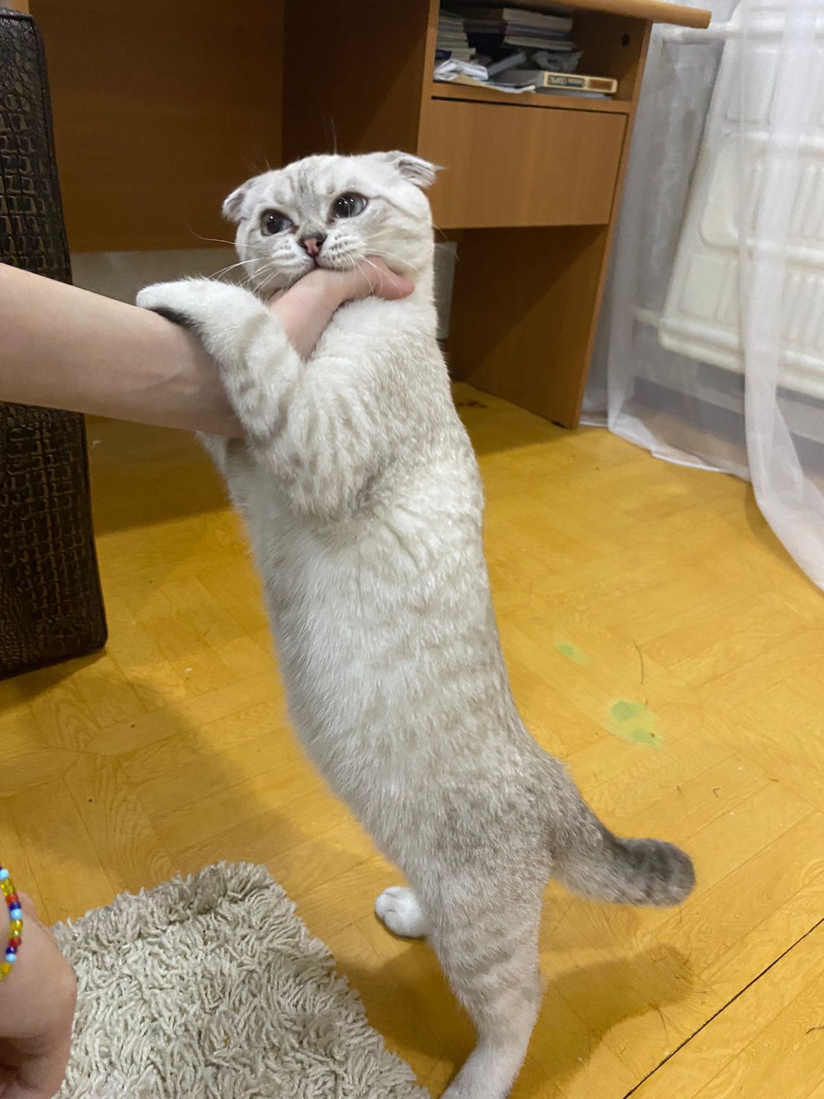 Шатланский веслоухий кот ищет себе невесту для вязки