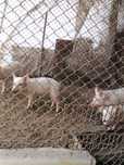 Продам поросят и кобанчика на племя