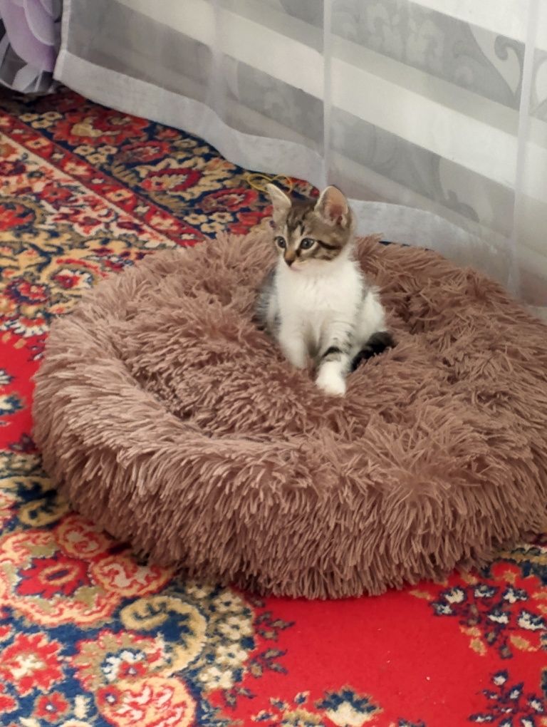 Отдам кошечку ласковую