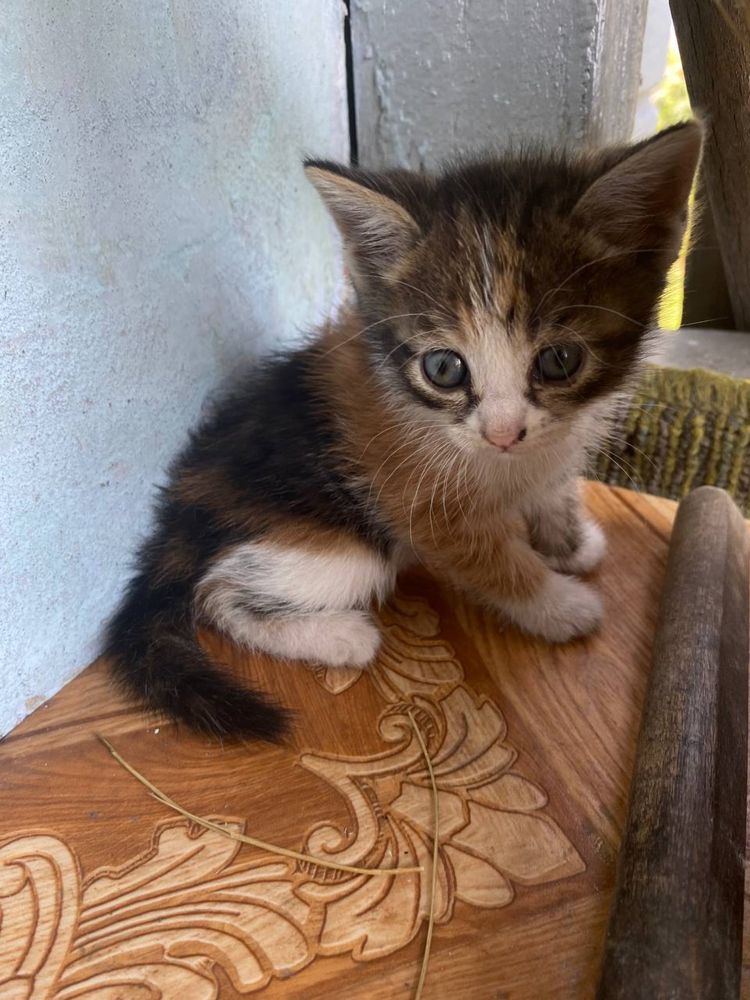 Котят в добрые руки