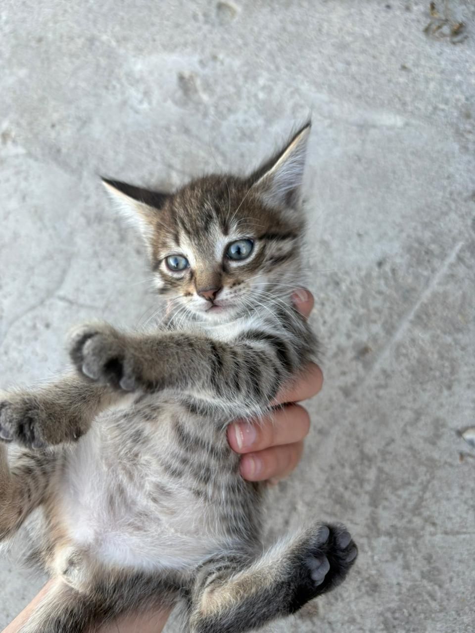 Отдам котят в хорошие