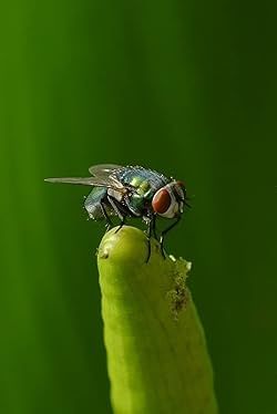 Samyang 100mm f/2.8 ED UMC Macro Canon EF