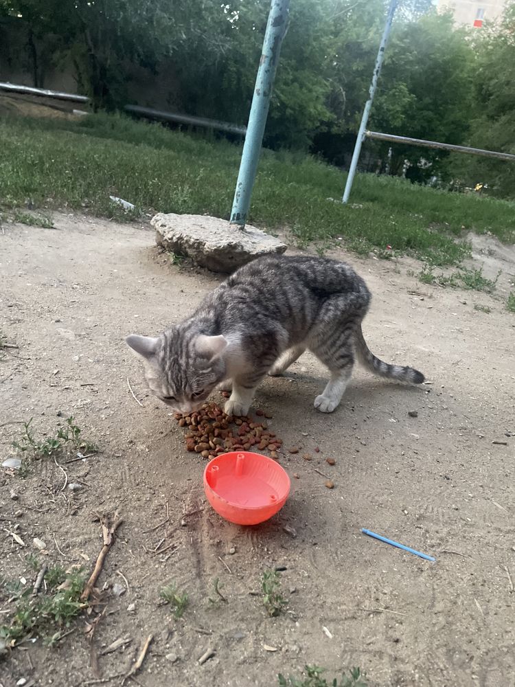 Красивая Домашняя изнеможденная кошка, которую кто-то выкинул на улицу