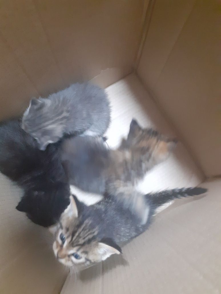 Отдам даром  котят