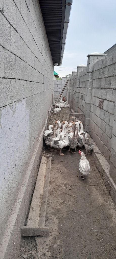 Гуси разных возрастов.