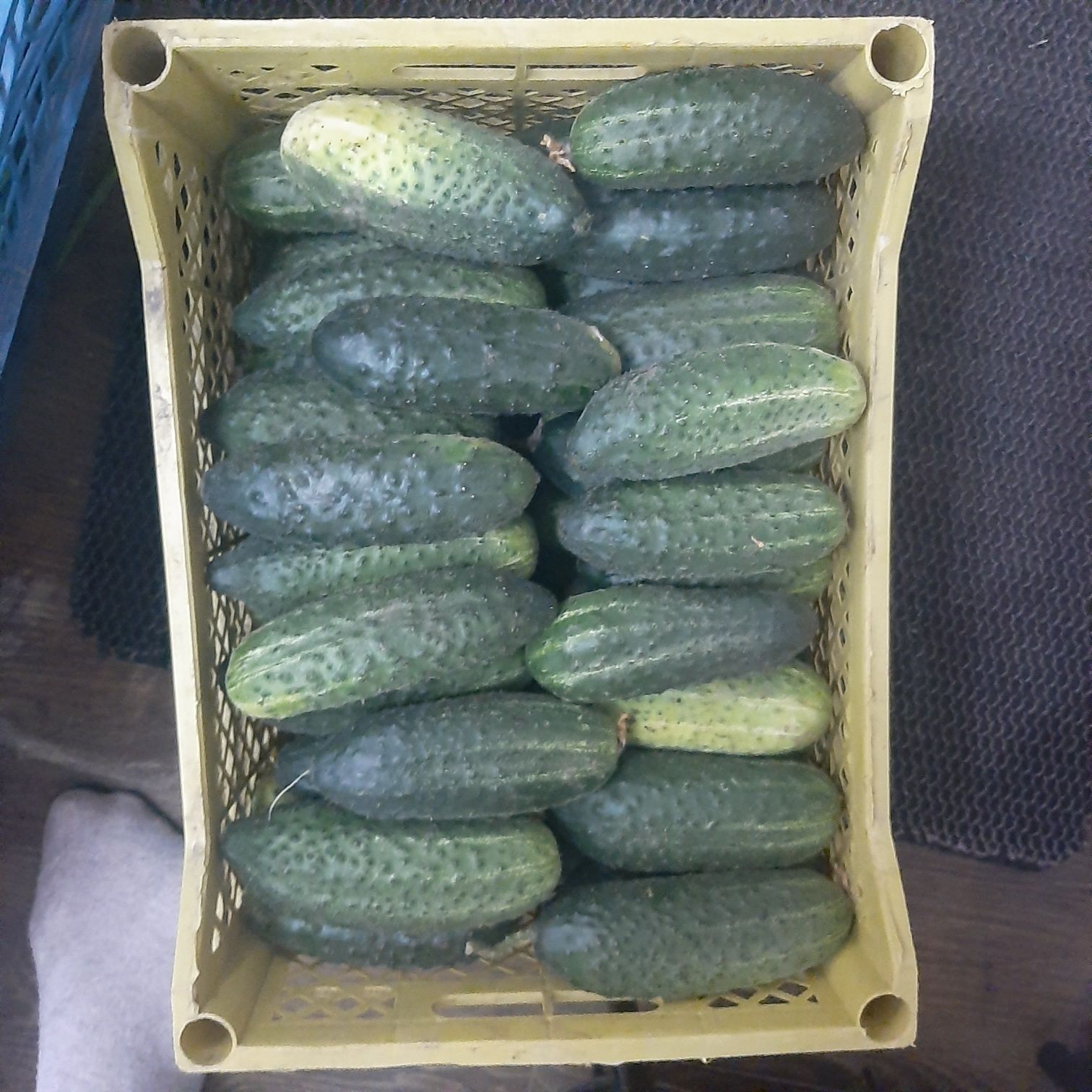 Продам огурцы среднего размера