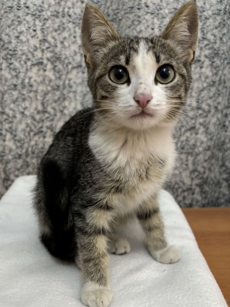Котенок ищет дом