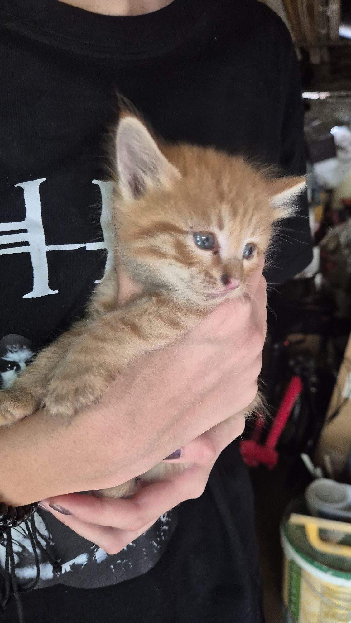 Котята отдадим бесплатно
