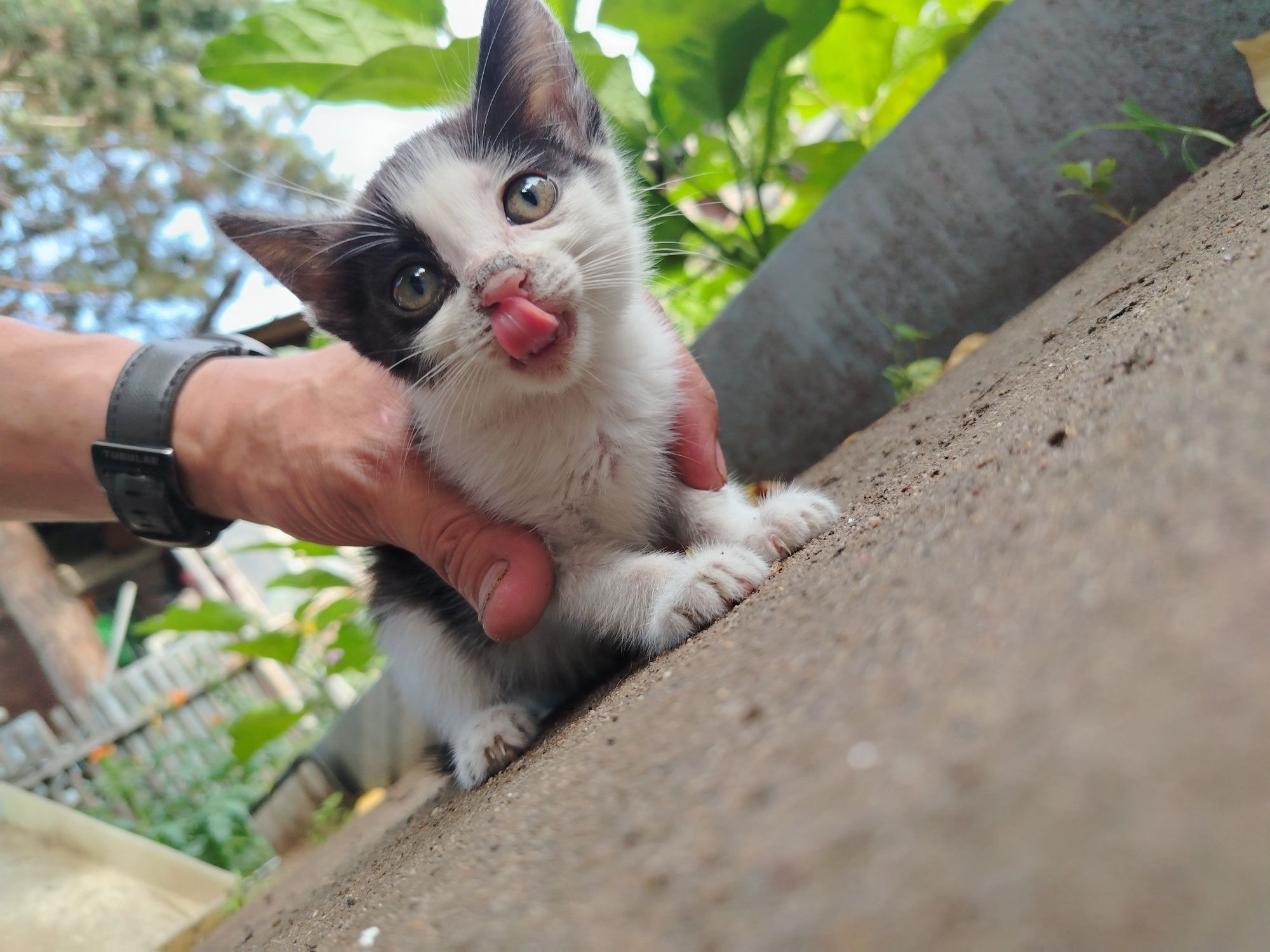 Отдам котят в хорошие руки
