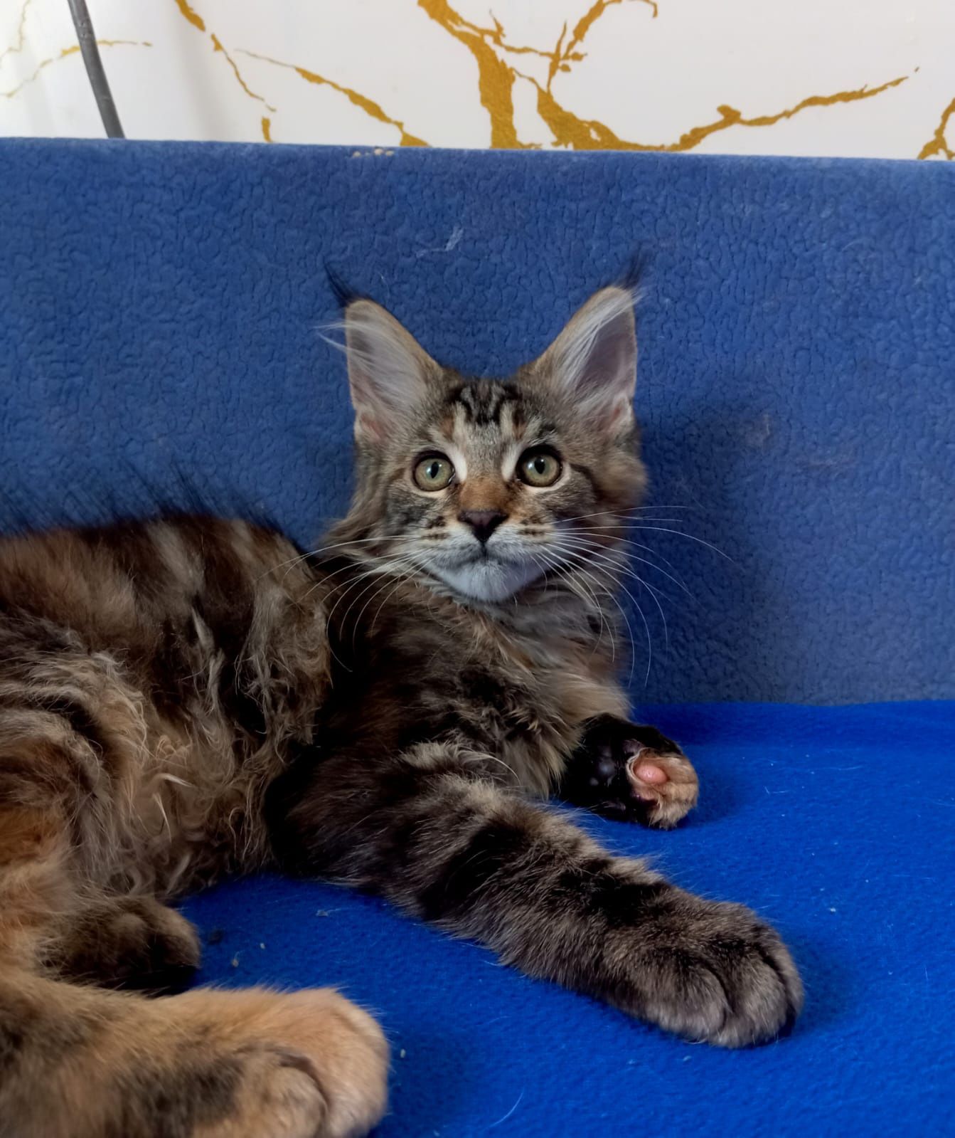 Котята породы Мейн Кун
