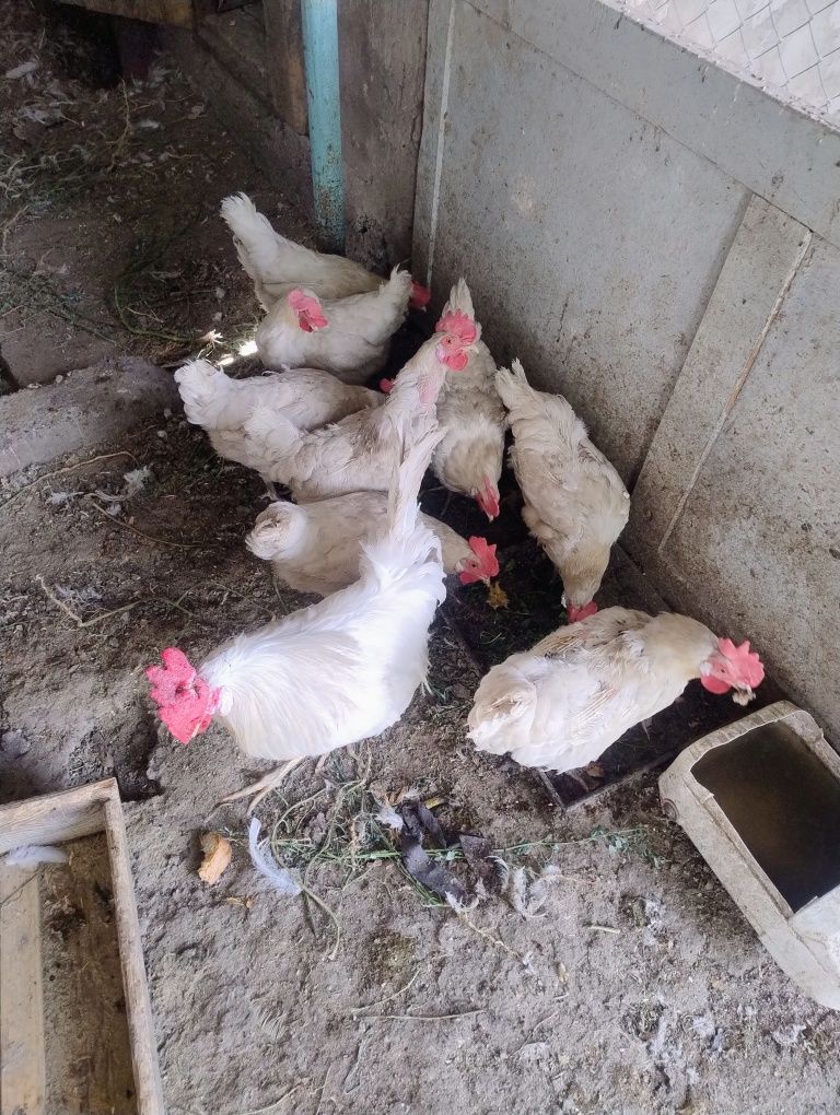 Продам домашних кур несушек