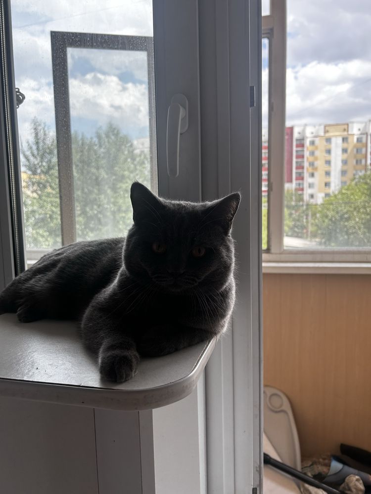 Кот породистый. Умный. Ласковый