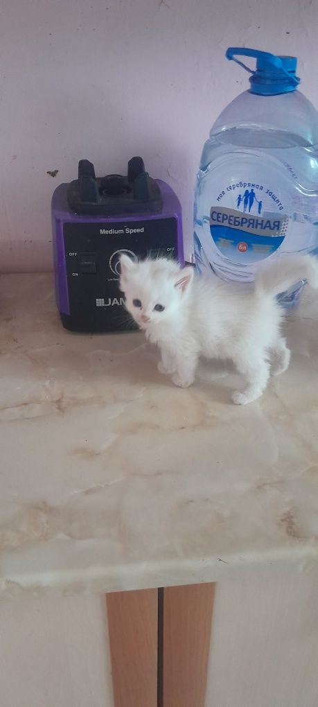 Котенок.девочка.