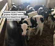 Продажа телят с двух месяцев