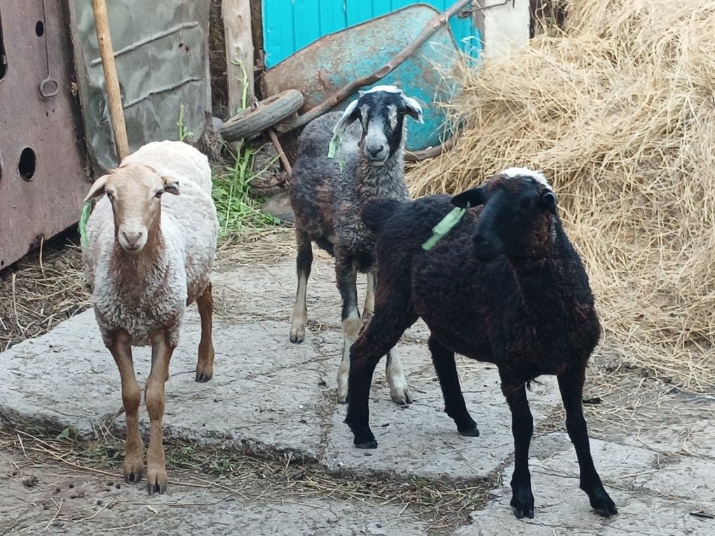 Продам баран (кастрат)  этого года, 3 головы