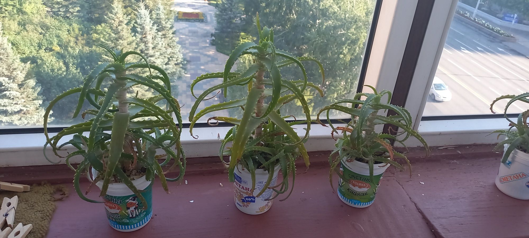 Цветы комнатные алоэ