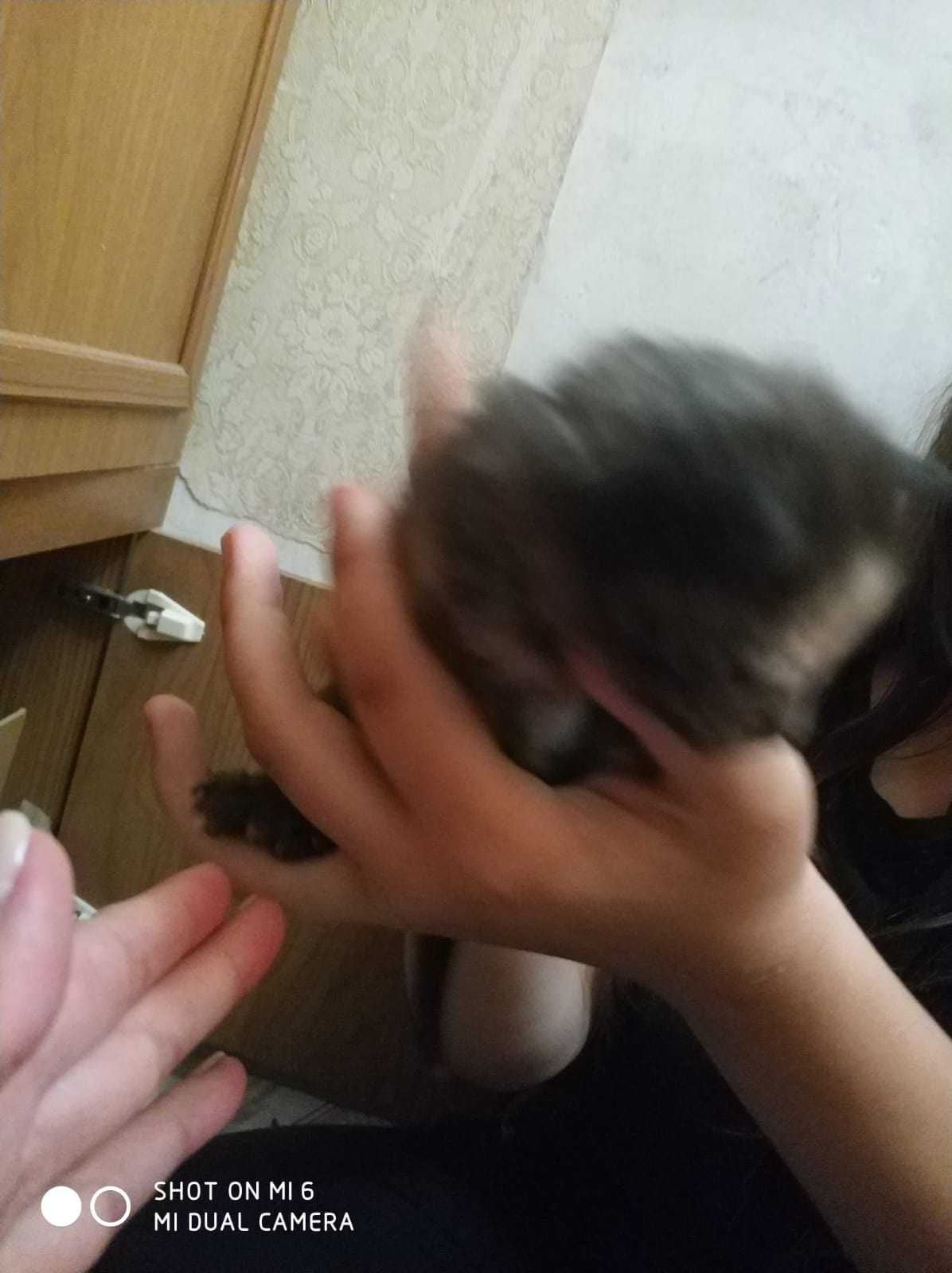 Отдам котят в хорошие руки