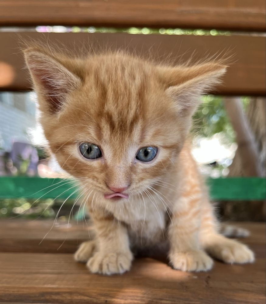 Котятки, котенки