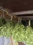 Продам березовые банные веники