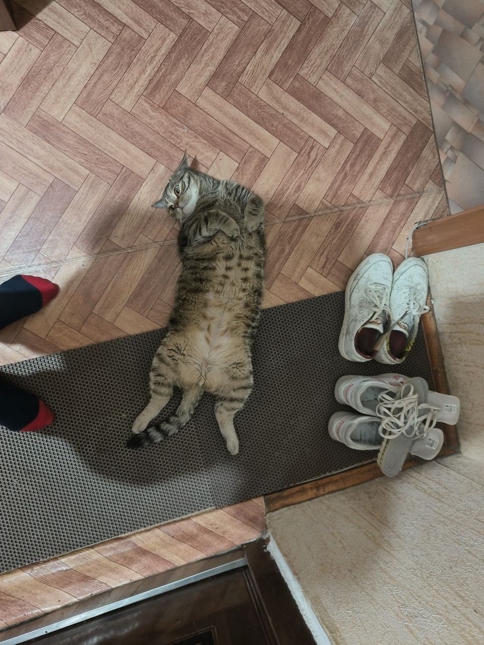 Шотландский кот страйт