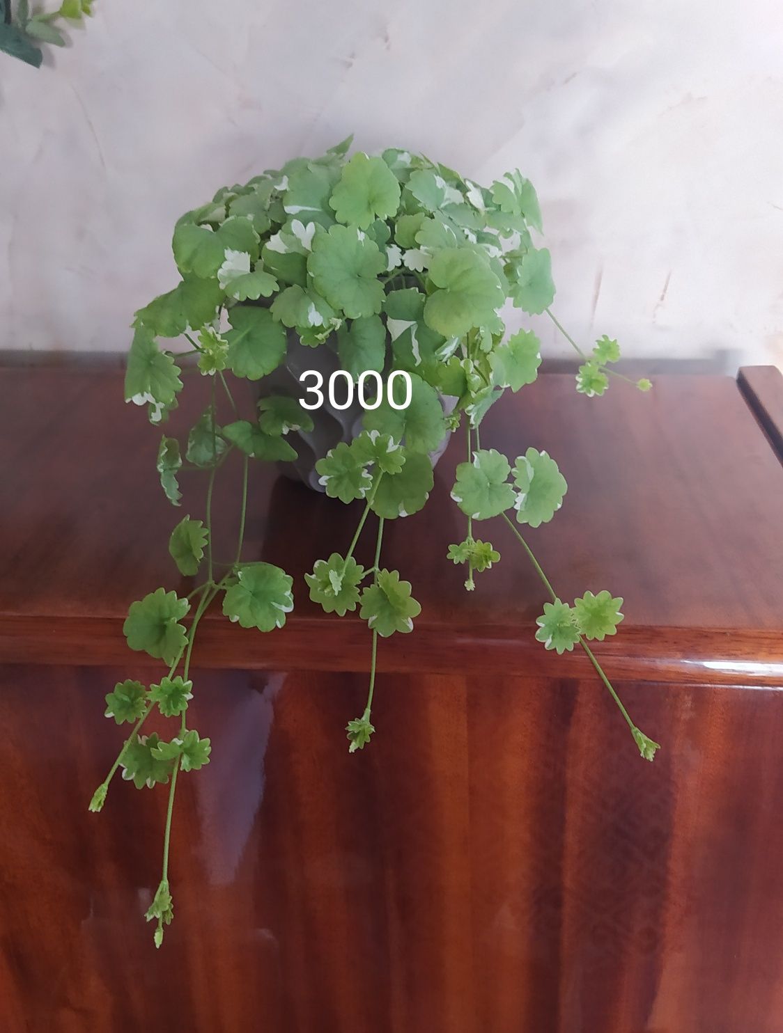 Комнатные цветы разные
