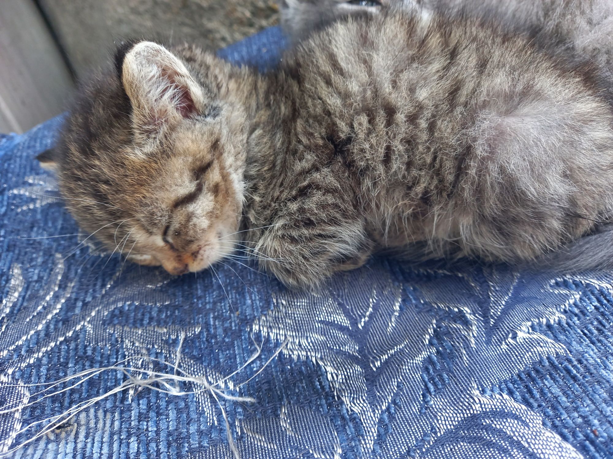 Отдам котят 2 девочки