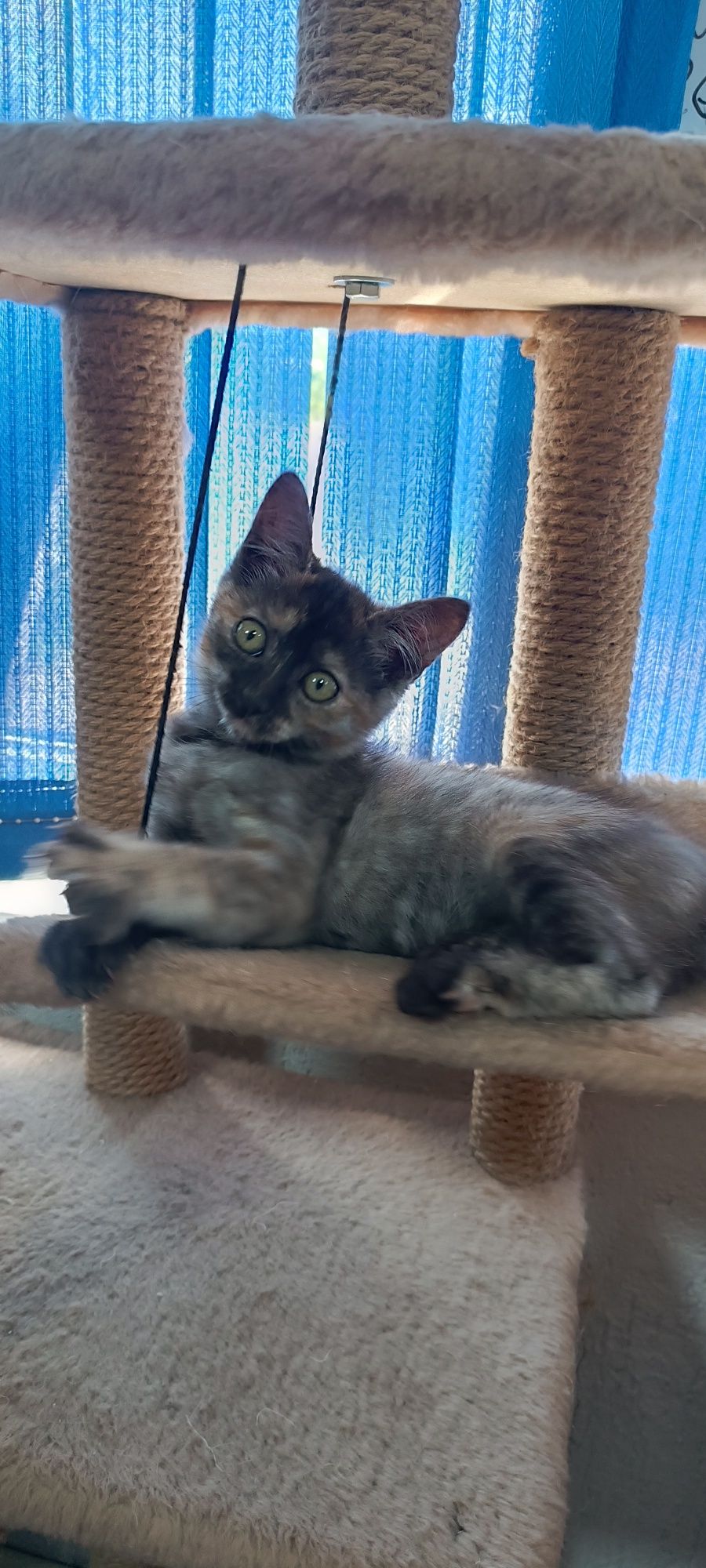 Котенок девочка 4 мес.