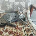 Отдам котят в добрые руки бесплатно.