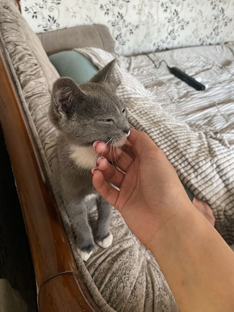 Отдам котика в добрые руки!!