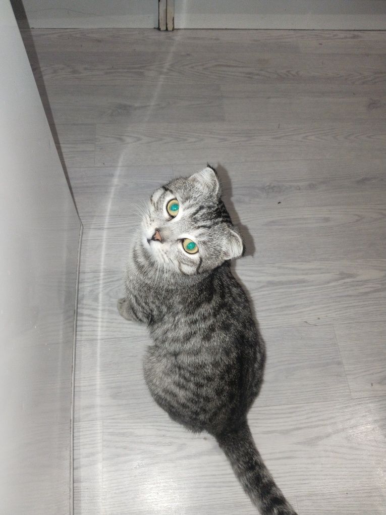 Шотлански ккошка