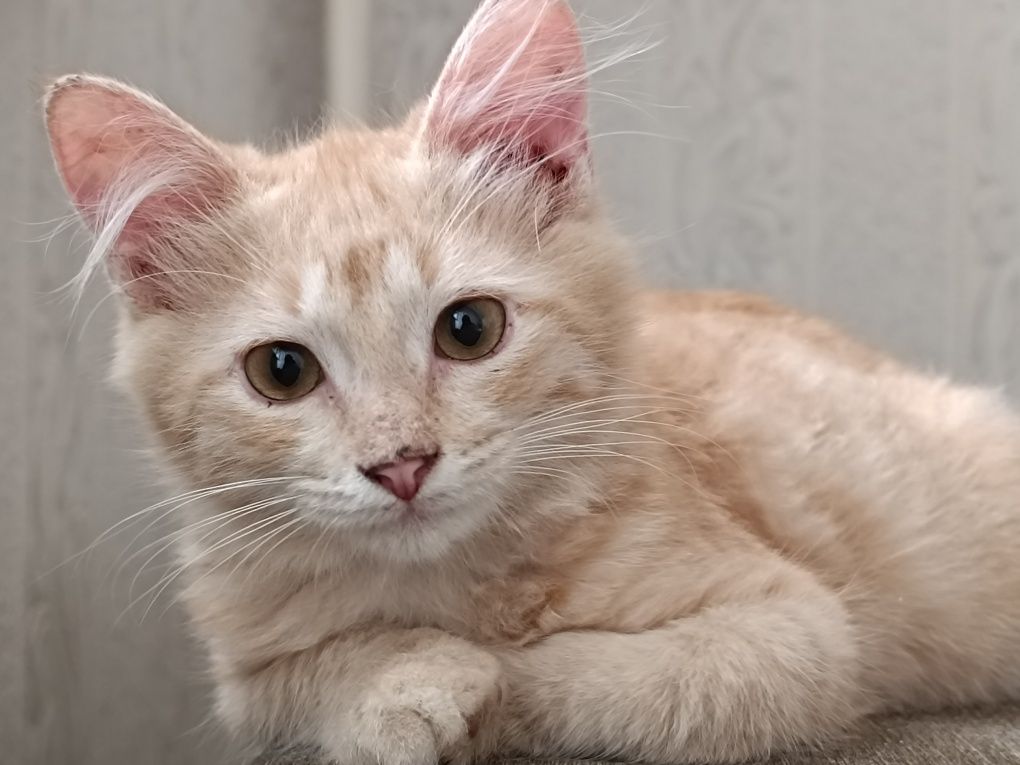 Раздаю котят в добрые руки
