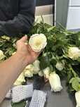 Цветы розы  80 штук (50 белых, 30 красных)