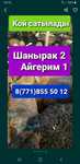 Кой Баран кой 24/7 токушки бараны токты. Имеется быстрая доставка бесп