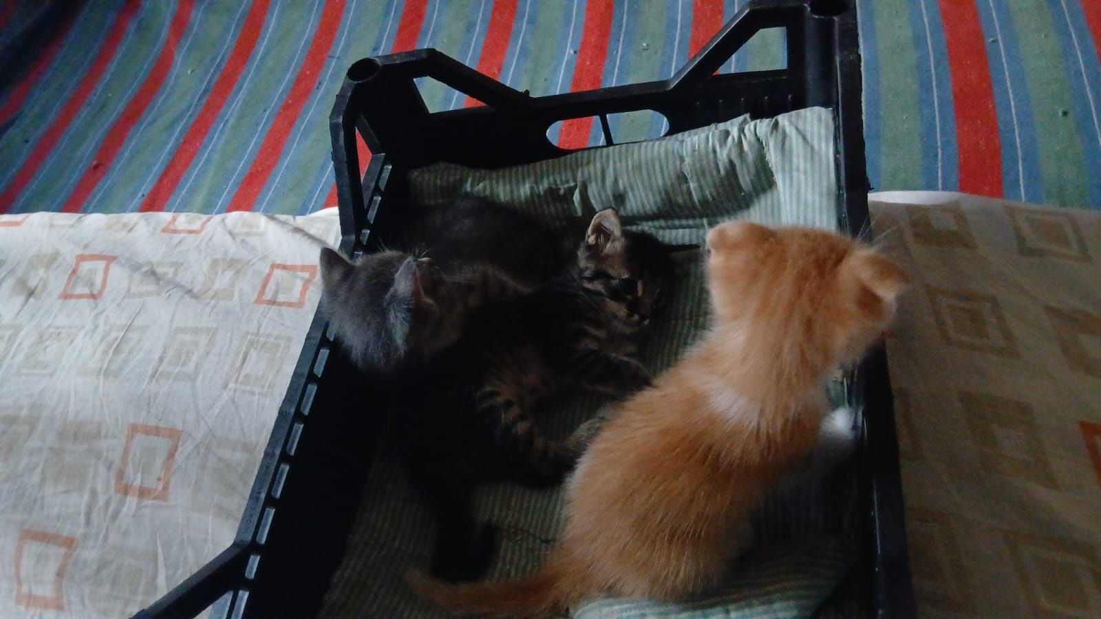 Котята в хорошие руки