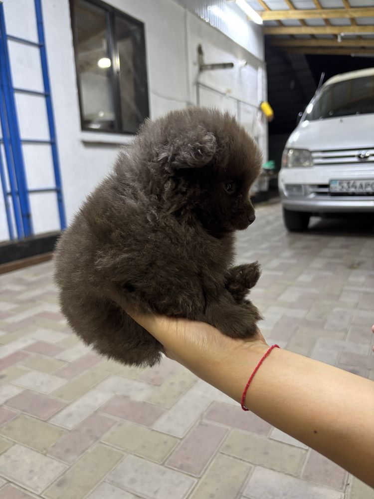 продам собаку шпиц