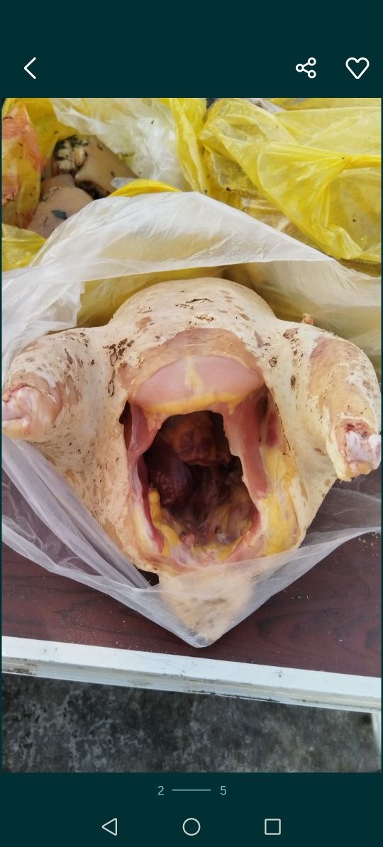 Продам мясо бройлеров