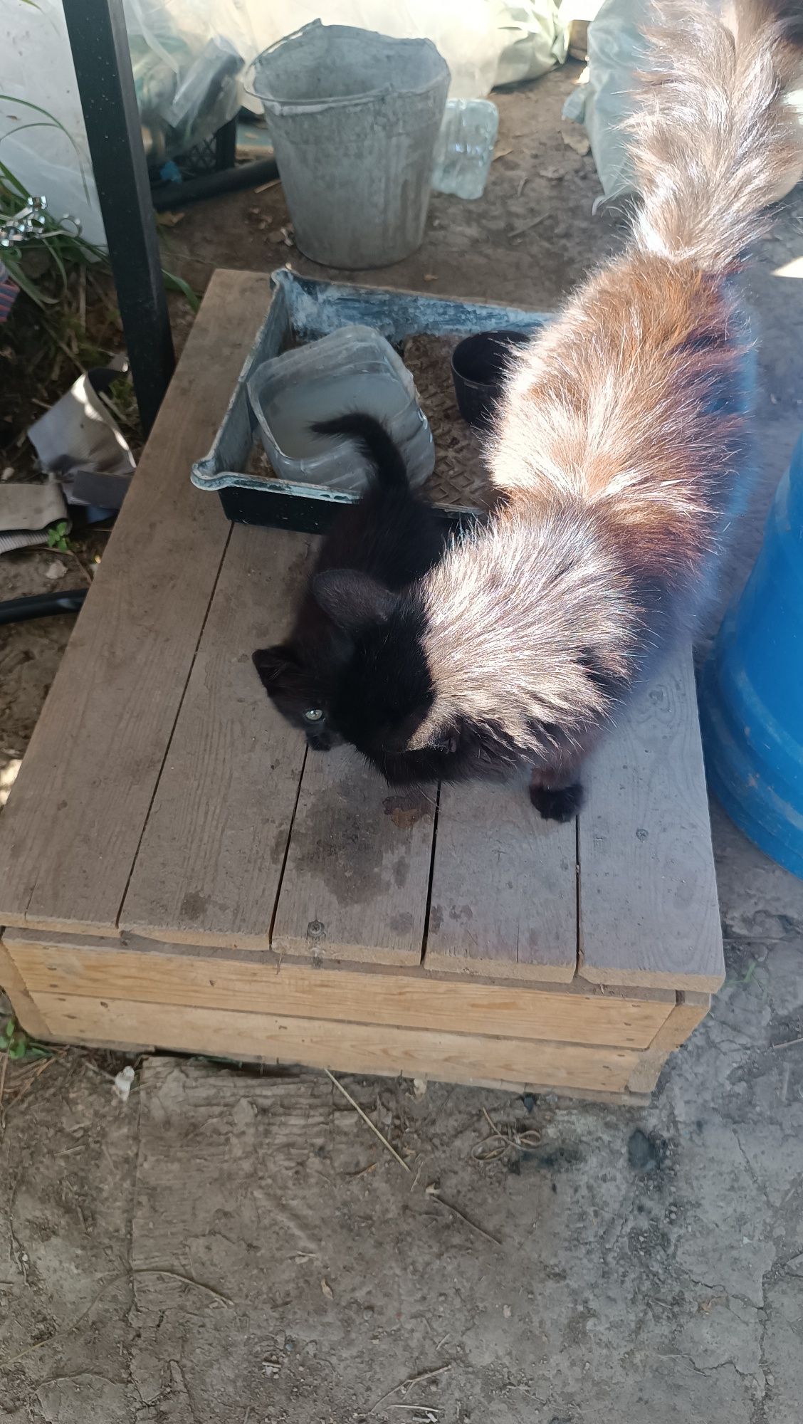 Отдам 4 котят бесплатно