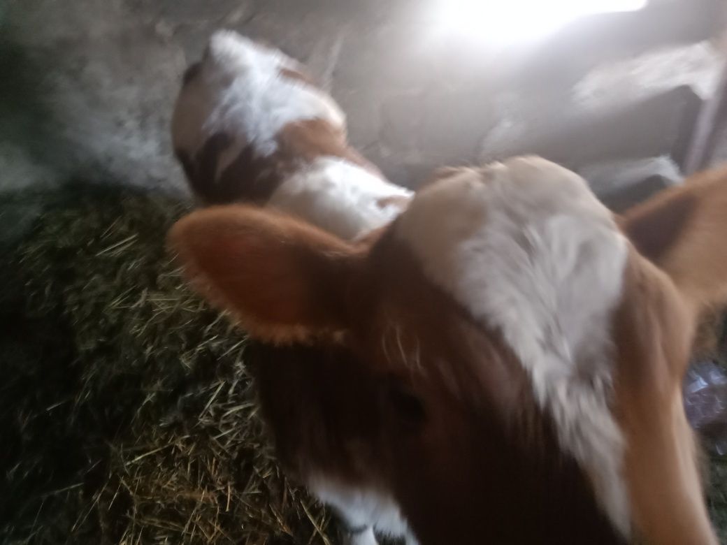 Продам тёлочку не звонить а только писать